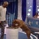 Pet Star: Spencer