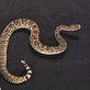 Anatomy Of A Snake Bite: Introduction