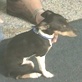 Good Dog U: Puppy Class --No Jumping
