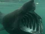 play video on Animal Planet