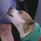 Pet Star: Pet Star: Sandman