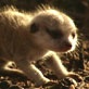 Meerkat Manor: Columbus's Big Adventure