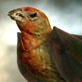 Whoa! Sunday with Mo Rocca: Darwin's Finches