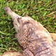 The Crocodile Hunter Diaries: Freshwater Crocs