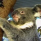 play video on Animal Planet