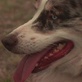 play video on Animal Planet