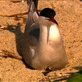 Sunrise Earth: Sea of Terns
