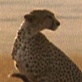Ultimate Guide to Big Cats: Pressure on Cheetahs