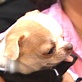 Pet Trends with Maggie Gallant : NYC's Yappy Hour
