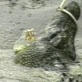 Crocodile Hunter: Heck No, Monty Won't Go!