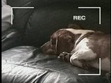Who Gets the Dog:  Buckeye