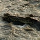 The Crocodile Hunter Diaries: A Muddy Morass