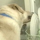 Good Dog U: Dog Training - Begging