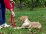 Pet Star: Cool Pet Tricks: Spin