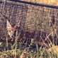 Get Out There!: Out Foxed