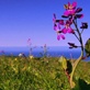 Sunrise Earth: Wildflower Elk