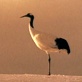 play video on Discovery Channel