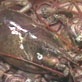 Amazing Animal Videos: One Huge Lobster