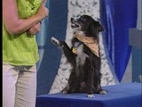Pet Star: Pet Star: Dallas
