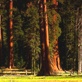 Sunrise Earth:  Sequoia Light