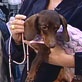 Pet Trends: Monkey Daze