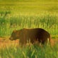 Sunrise Earth: Katmai Bears