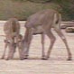 Amazing Animal Videos: White-Tail Deer 