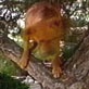 All-New Planet's Funniest Animals: Fetching Dog