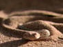 play video on Animal Planet