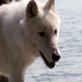 After the Attack: A Wolf in Training