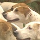 play video on Animal Planet