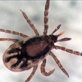 Discovery News: Ticks in Season (6/23)
