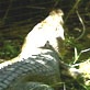 The Crocodile Hunter Diaries: The Bite