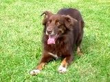 Pet Star: Cool Pet Tricks: Backup