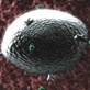 Body Invaders: Allergies and Dust Mites