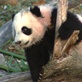 Baby Pandas First Year: First Day Out