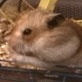 All-New Planet's Funniest Animals: Hamster