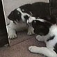 All-New Planet's Funniest Animals: Dog in a Mirror