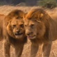 Ultimate Guide to Big Cats: Behavior Fact and Fiction