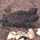 Amazing Animal Videos: Two-Headed Turtle