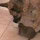 All-New Planet's Funniest Animals: Prairie Dog