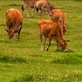Sunrise Earth: Milk Cows in the Morning