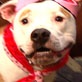 Pet Trends with Maggie Gallant: Muttropolis: Sporty Trends
