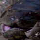 In Search of the Giant Anaconda: Anaconda Size