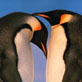 Wild 100: March of the Penguins