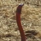 The Crocodile Hunter Diaries: Heres 2 Spit!
