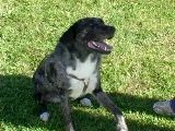 Pet Star: Cool Pet Tricks: Play Dead
