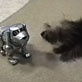 All-New Planet's Funniest Animals: Robot  vs. Dog