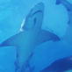 Shark Bites: Lemon Shark
