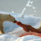 Animal Face-Off: Polar Bear vs. Walrus